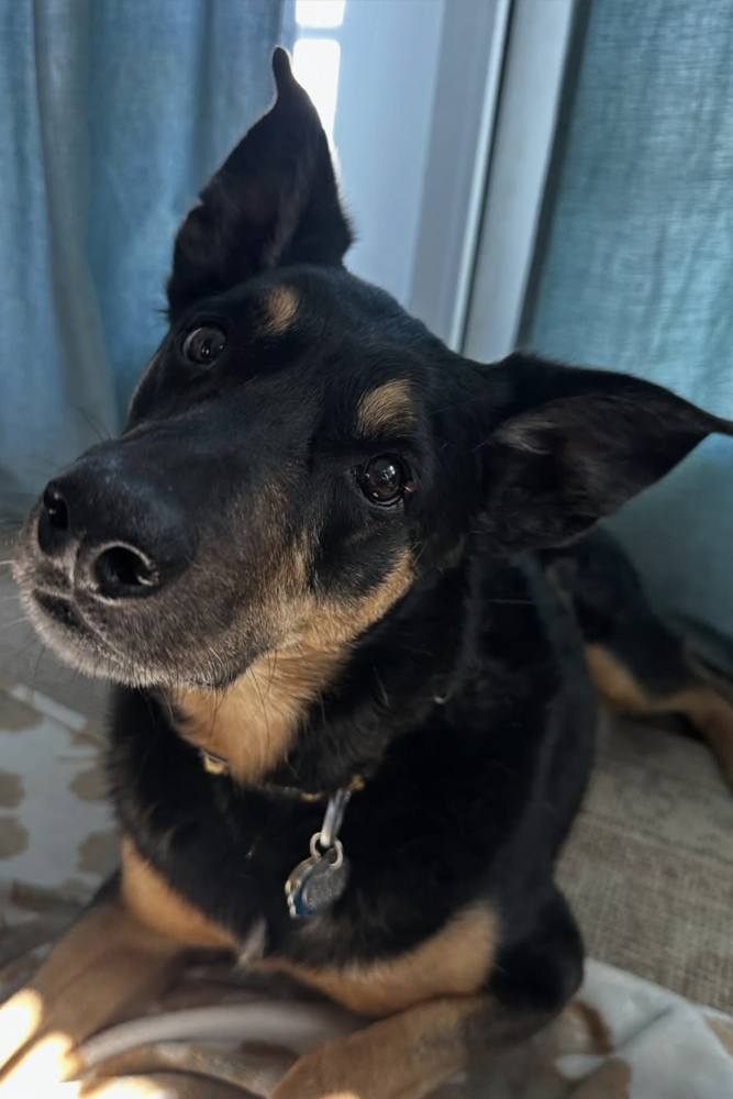 Black-and-brown-dog-with-perked-up-ears