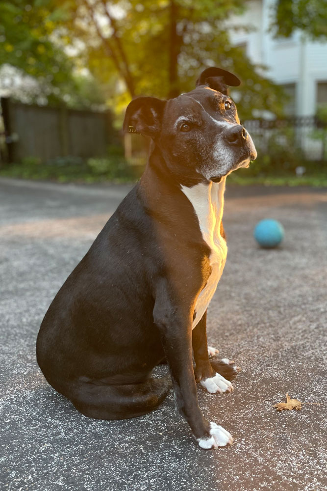 Black-dog-sitting-on-ground-at-sunset-yard-in-background