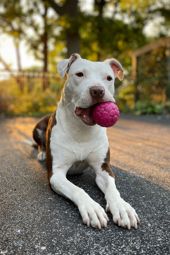 dog-laying-outside-at-sunset-with-ball-in-mouth