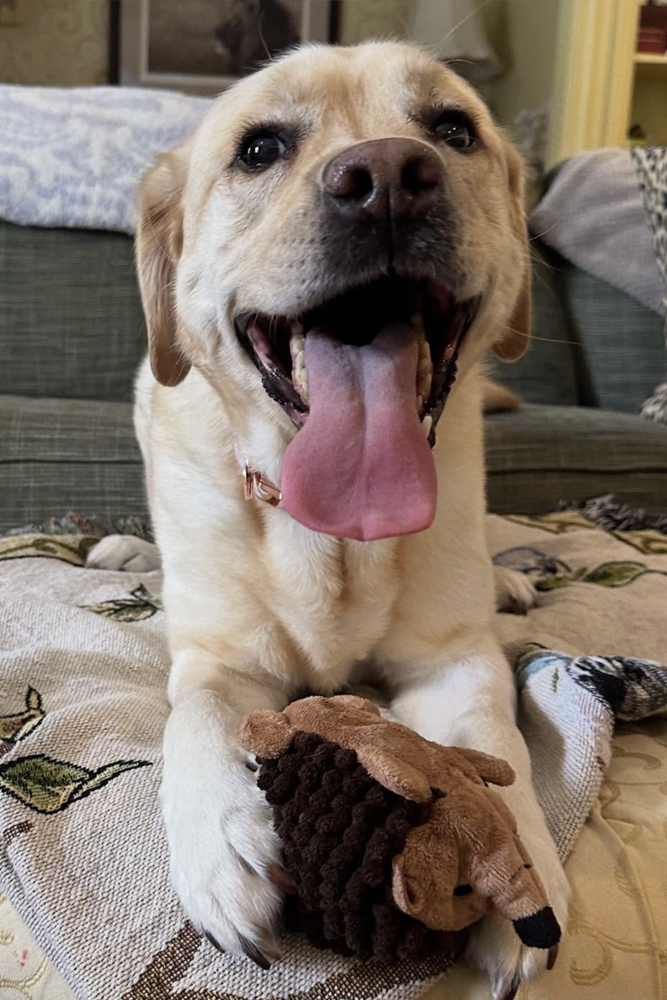 happy-golden-dog-with-toy